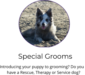 Special Grooms Introducing your puppy to grooming? Do you  have a Rescue, Therapy or Service dog?